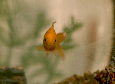 Goldfish zoom 2